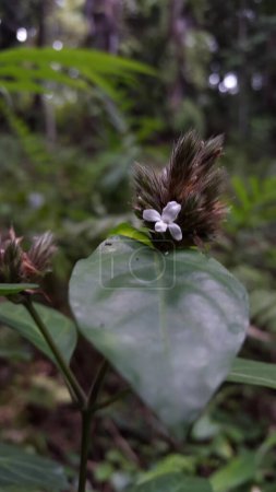 Lepidagathis incurva Blume Hintergrund. Fotoshooting auf einem Berg. Justicia micrantha, Phaulopsis imbricata, ACANTHACEAE, Weidenschuppenblume, Lepidagathis incurva, Phaulopsis