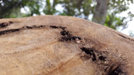 Un vertébré de Zelia placé sur un arbre mort. Tourné dans la forêt. Anthomyia illocata, Anthomyia oculifera, Anthomyia pluvialis, Zelia vertebrata