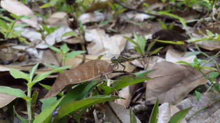 Diplacodes trivialis ist eine Libellenart aus der Familie der Libellulidae, die als Kalkbarsch oder Bodenabschäumer bekannt ist. (Orthetrum trinacria), Phyllothemis eltoni Fraser, Orthetrum sabina,