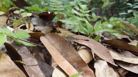 Diplacodes trivialis ist eine Libellenart aus der Familie der Libellulidae, die als Kalkbarsch oder Bodenabschäumer bekannt ist. (Orthetrum trinacria), Phyllothemis eltoni Fraser, Orthetrum sabina