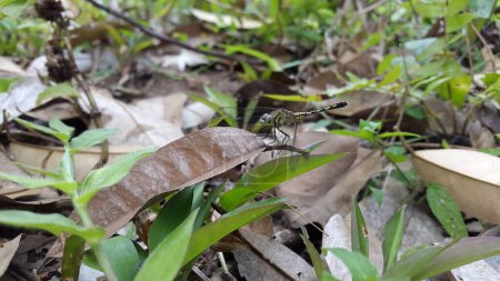 Diplacodes trivialis es una especie de libélula de la familia Libellulidae. (Orthetrum trinacria), Phyllothemis eltoni Fraser, Orthetrum sabina