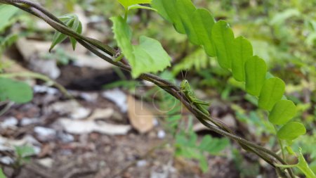 Valanga nigricornis, die Javanische Heuschrecke, ist eine Heuschreckenart aus der Unterfamilie Cyrtacanthacridinae der Familie Acrididae. Grashüpfer, Valanga nigricornis, Cyrtacanthacridinae,