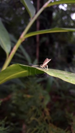 Long horned moths, Psychoides verhuella, Psychoides filicivora, Infurcitinea argentimaculella, Oxypteryx unicolorella, Lebendfotos, Crocanthes glycina. Shot in Jungle.
