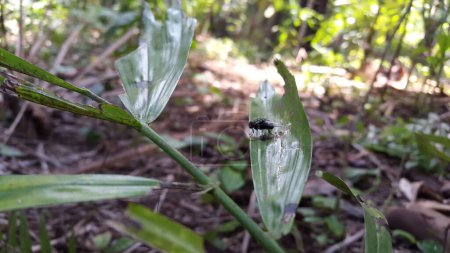 Chrysomya megacephala posado sobre una hoja de planta. Le dispararon en el bosque. Chrysomya megacephala, Calliphoridae, Luciliinae, Lucilia, Phaenicia, Musca caesar.