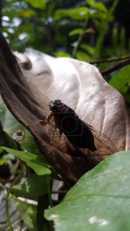 Foto de Cicadae insecto en la hoja marrón. Le dispararon en el bosque. neotibicen tibicen, megatibicen auletes, cigarras de día de perro, cigarras, cicadae, cigarra gigante. - Imagen libre de derechos