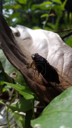 Foto de Cicadae insecto en la hoja marrón. Le dispararon en el bosque. neotibicen tibicen, megatibicen auletes, cigarras de día de perro, cigarras, cicadae, cigarra gigante. - Imagen libre de derechos