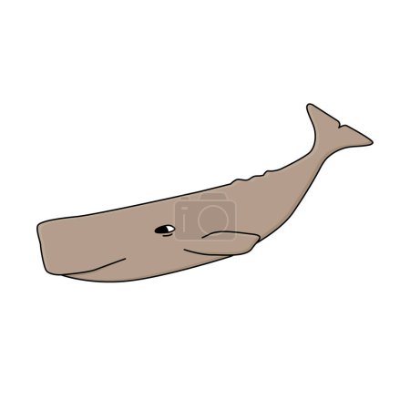 Sperm whale hand drawn vector illustration. A water animal of Antarctica isolated on white background.