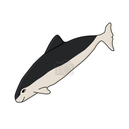 Spectacled porpoise. Vector hand drawn cartoon childish isolated illustration on the white background. Polar animal in Antarctica.