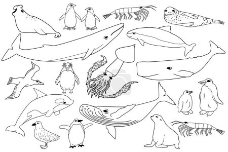 Ensemble vectoriel de lignes blanches noires d'animaux en Antarctique. Aperçu dessiné à la main collection de baleines, pingouins, skua, krill, phoques, marsouins