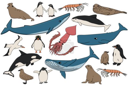 Conjunto vectorial de animales de colores en la Antártida. Colección dibujada a mano de ballenas, pingüinos, skua, krill, focas, marsopas
