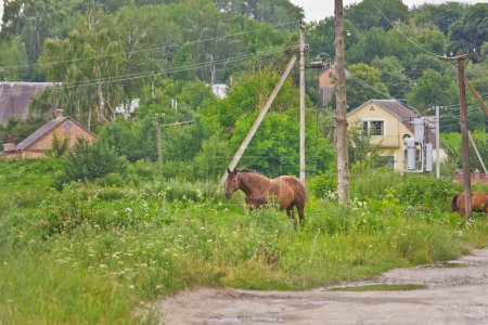 Téléchargez les photos : Rural landscape with a grazing bay horse against a backdrop of old houses and trees - en image libre de droit