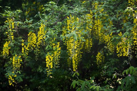 Foto de Cúmulos de labrunum florecientes amarillos de cerca. Un floreciente árbol de primavera labrunum - Imagen libre de derechos