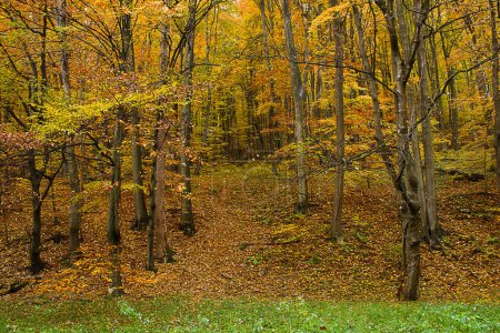Autumn landscape golden autumn in the forest