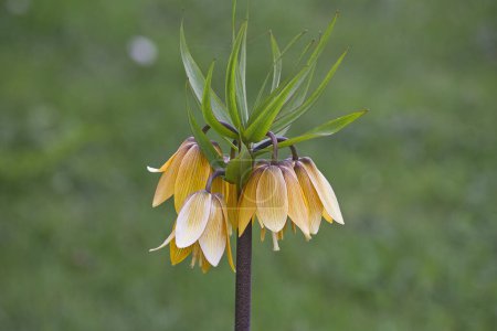 Photo for Orange flower Fritillaria imperialis close-up in a garden bed against a green grass background - Royalty Free Image