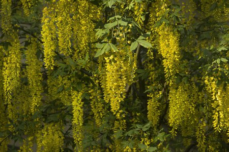 Foto de Fondo de primavera de cepillos de labrum amarillo de cerca. Flores amarillas de labrum en un árbol. - Imagen libre de derechos