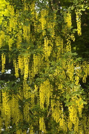 Foto de Fondo de primavera de cepillos de labrum amarillo de cerca. Flores amarillas de labrum en un árbol. - Imagen libre de derechos