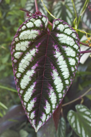 mottled cissus leaf close-up. Green and burgundy leaf of a houseplant
