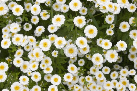 Un lecho de floración blanca piretro primer plano. Flores decorativas de jardín de piretro.