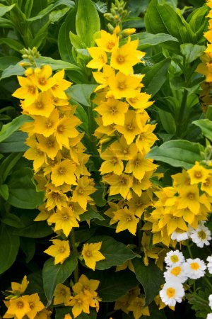 Gelbe Gartenblumen Lysimachia punctata aus nächster Nähe. Blume punktiert locker