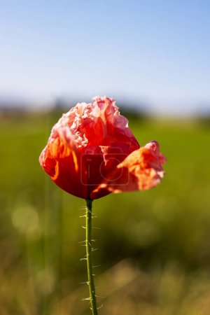 Foto de Detalle de flores de colores en el prado. - Imagen libre de derechos