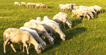 Foto de Un grupo de ovejas pastando en un prado. - Imagen libre de derechos