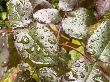 Foto de Hojas verdes y gotas de lluvia - Imagen libre de derechos