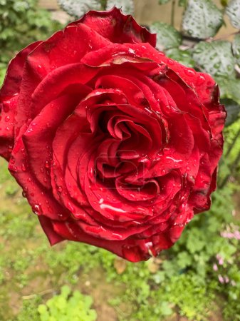 Foto de Primer plano de rosa roja con gotas de lluvia - Imagen libre de derechos