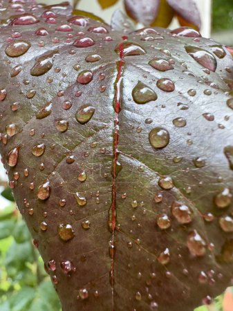 Photo for Green leaf and raindrops - Royalty Free Image