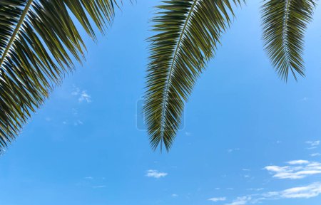Foto de Palmeras, fondo azul del cielo. Hojas tropicales, conceptos de viaje fondos. - Imagen libre de derechos