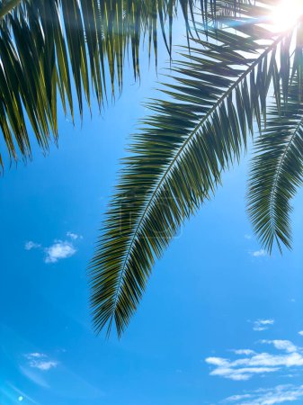 Foto de Palmeras, fondo azul del cielo. Hojas tropicales, conceptos de viaje fondos. - Imagen libre de derechos