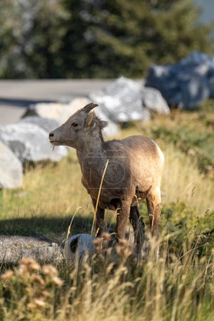 Photo for Young bighorn sheep standing on the side of a mountain pass - Royalty Free Image