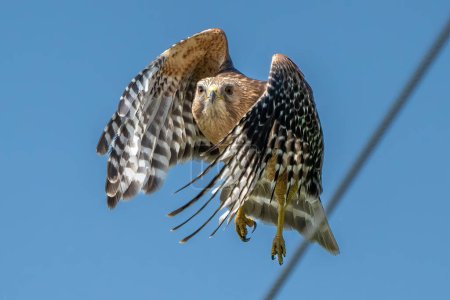 red shouldered hawk swooping off of a power line