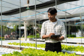 A young vegetable gardener inspects green acorns and lettuce at the greenhouse farm. Asian farmers happy farming hydroponics vegetables. Poster #652285630