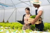 Two Asian man and woman working in hydroponic vegetable farm walking, inspecting and harvesting happily. Male and female farmer holding green salad box looking at camera with smile in greenhouse farm Stickers #655218228