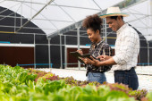 Two asian gardeners working in hydroponics vegetable farm holding tablet walking checking vegetables for harvest, male and female farmer holding green salad box looking at camera with smile in farm Poster #655244312