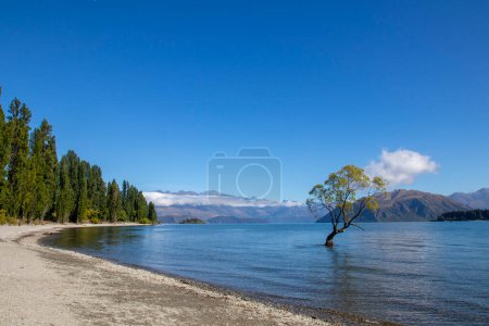 Photo for The Wanaka Willow, a moniker for a willow tree, is positioned at the southern extremity of Lake Wanaka in the Otago region of New Zealand. - Royalty Free Image