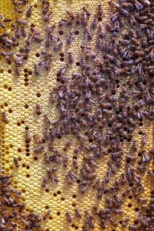 Photo for Close up of honeycomb with honey and closed cells - Royalty Free Image