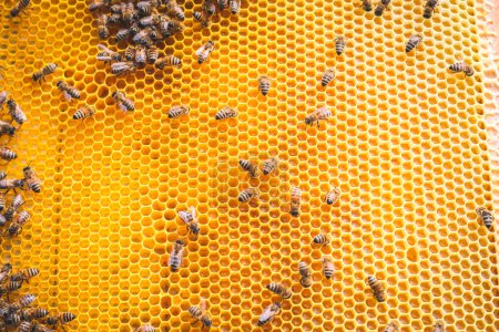 Photo for Close up of honeycomb with honey and bees - Royalty Free Image