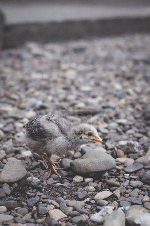 Foto de Primer plano de pollita caminando sobre piedras - Imagen libre de derechos