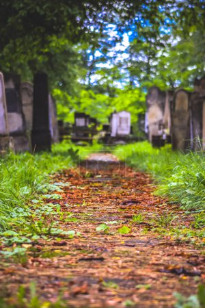 Jewish cemetery with path between graves in Radauti, Romania during autumn
