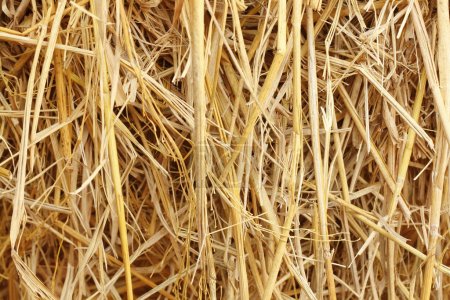Photo for Dry straw texture for background and design art work, bales of cereal straw for cow and horse. - Royalty Free Image