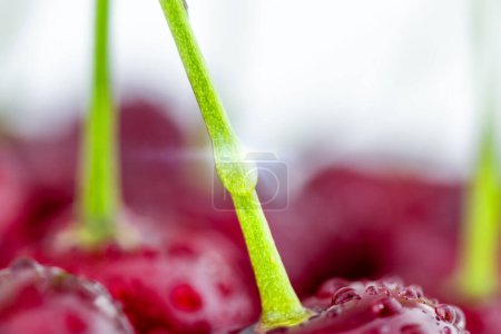 Photo for Fresh red cherry, food background - Royalty Free Image