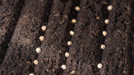 Téléchargez les photos : Graines de pois chiches dans le sol. Semis de graines en gros plan - en image libre de droit