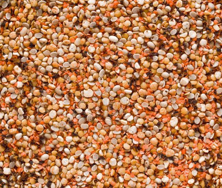 Various dried legumes background. Lentils bean pea chickpea top view