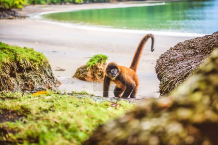 A Geoffroys spider monkey or the Central American spider monkey, a type of New World monkey from Costa Rica