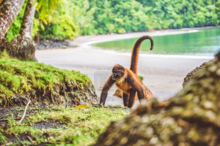 Un mono araña Geoffroys o el mono araña centroamericano, un tipo de mono del Nuevo Mundo de Costa Rica