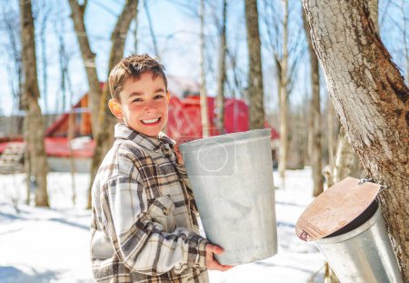 A sugar shack, child having fun at maple shack forest collect maple water