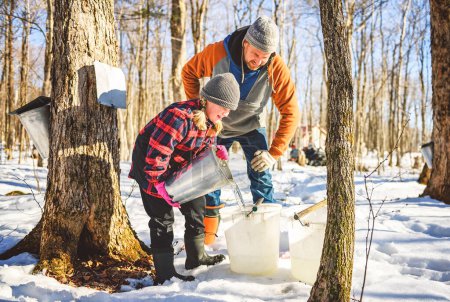 A sugar shack, father and child having fun at mepla shack forest collect maple water