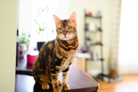 A Bengal cat like a leopard sneaks at home