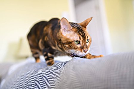 Eine bengalische Katze wie ein Leopard schleicht zu Hause auf dem Wohnzimmersofa